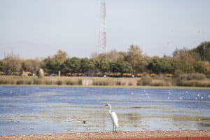 La ciudad sumará una reserva ecológica en Villa Lugano