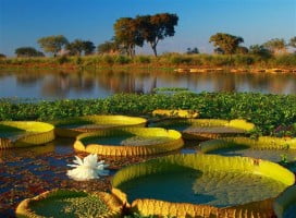El delta del Paraná ya integra el listado de humedales protegidos del planeta