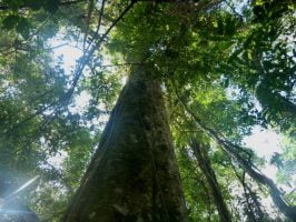 Nación podrá asignar desde 270 a 500 millones a los fondos de la Ley de Protección de Bosques Nativos en el Presupuesto 2017